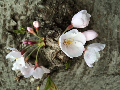 20140402桜.JPG