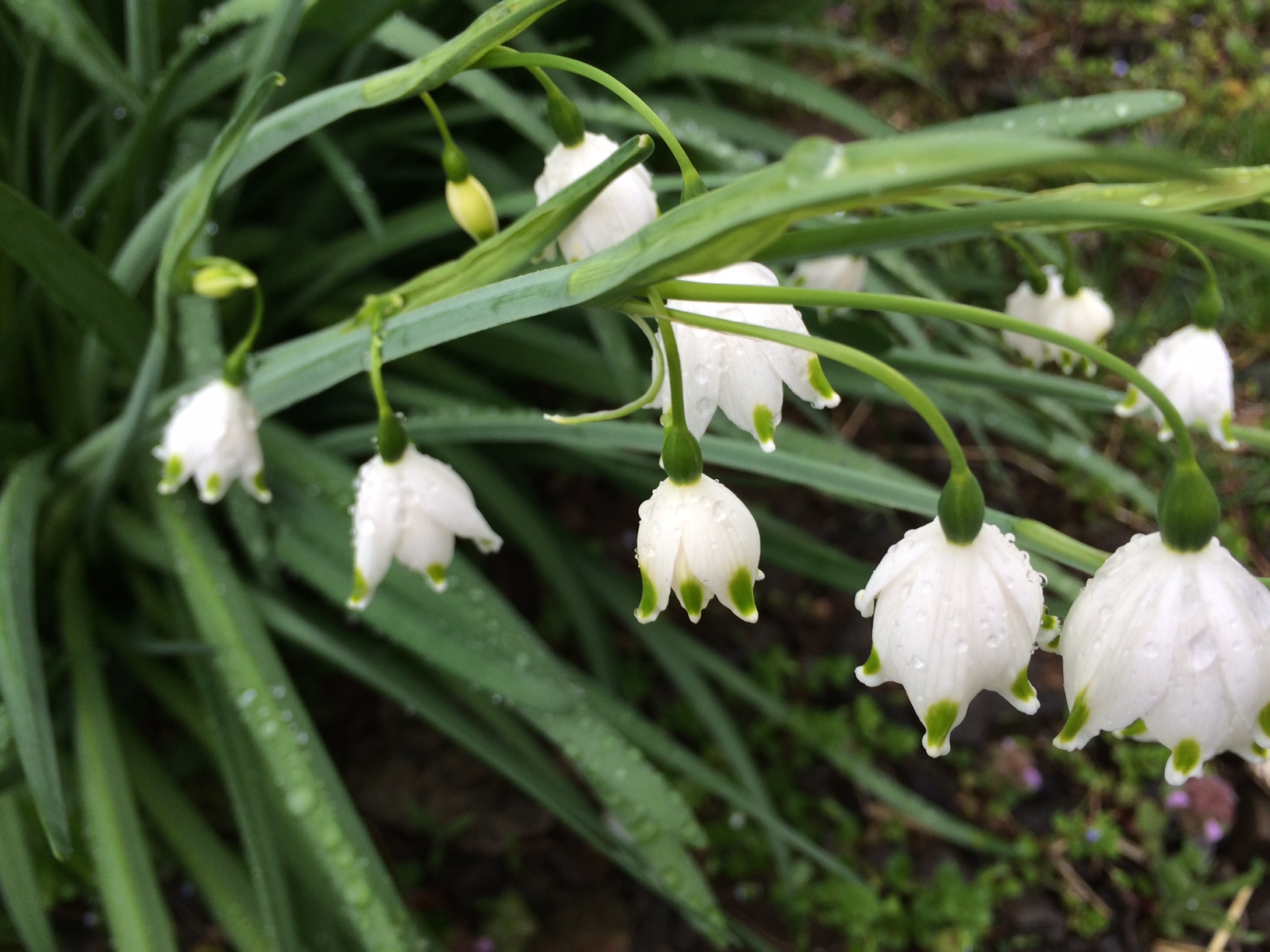 20140509諏訪湖　白花.JPG