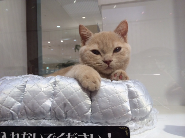 20141217ねこ派.JPG