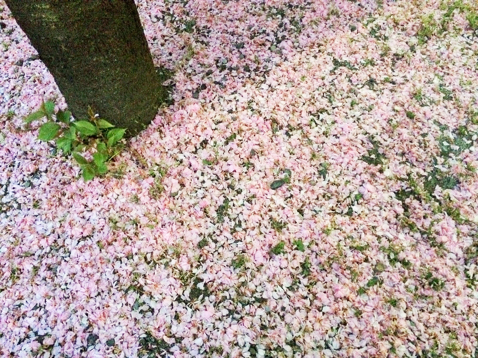 2014425八重桜.JPG