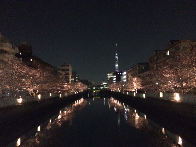 20150330夜桜__ 2.JPG