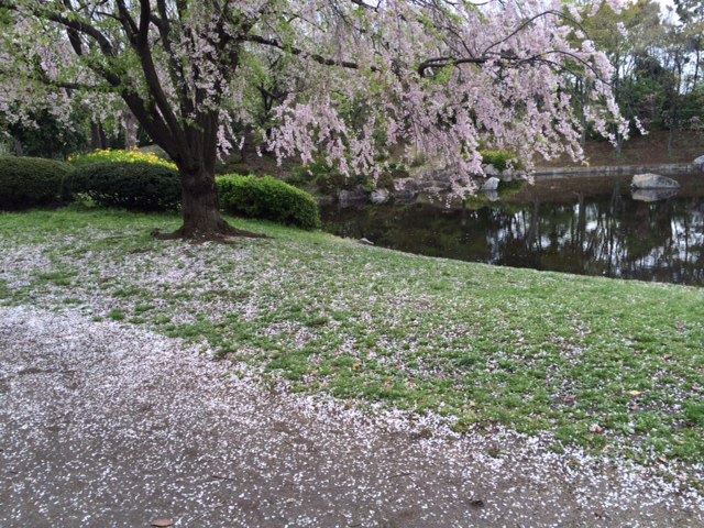 20150410桜散り__ 3.JPG