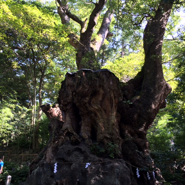 20151025来宮神社IMG_5151.JPG