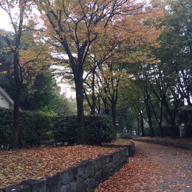 20151109紅葉IMG_5239.JPG