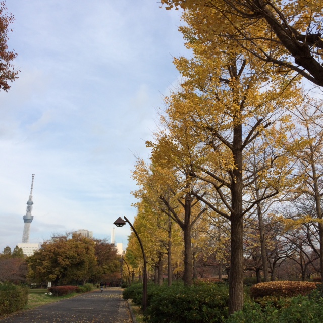 20151130紅葉ＩＭＧ_5309.JPG