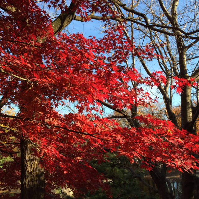 20151205紅葉②IMG_5336.JPG