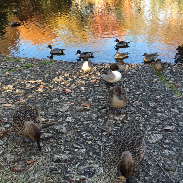 20151206鴨　公園②IMG_5340.JPG