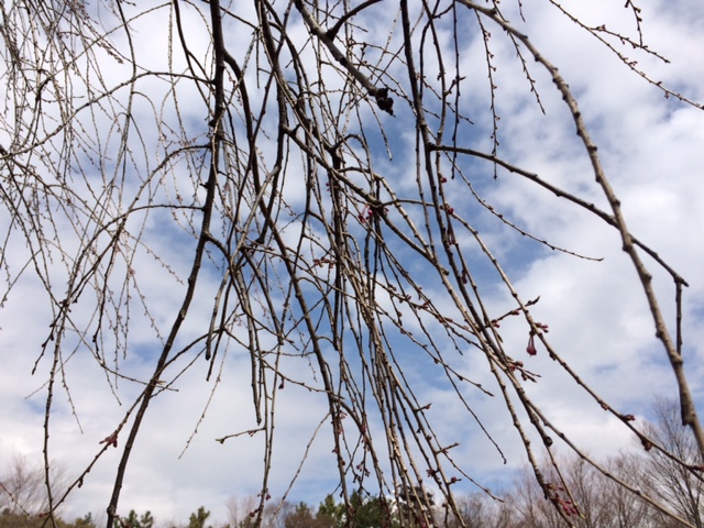 20160326桜蕾IMG_5889.JPG