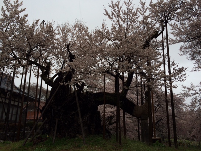 20160407山高神代桜IMG_5963.JPG